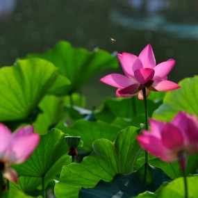 蜂在闹，荷花笑