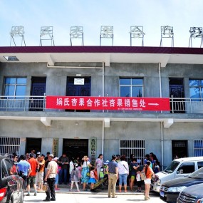 走进华胥银杏园 采摘甘甜爽口的大银杏