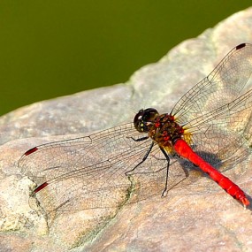 红蜻蜓