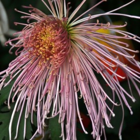 菊花傲雪芙蓉园