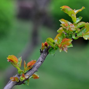 永阳公园杂拍一些花草。万像更新2012,4,16