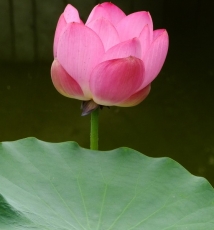 【微距练习】出淤泥而不染，濯清涟而不妖