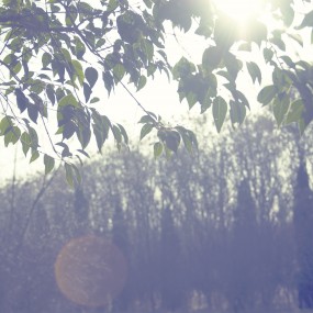 去杜陵的一些片子