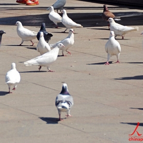 芙蓉园里小鸽子