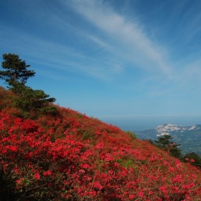 龟峰山花海