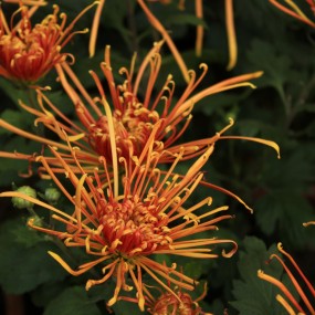 1855菊花　原汁原味