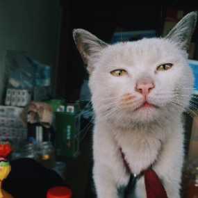 我就叫你 忍者神猫吧