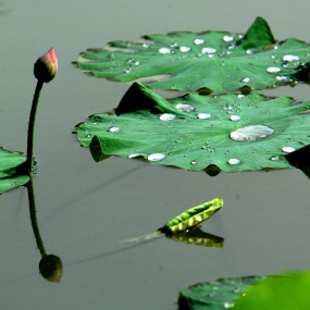 荷叶衬托荷花更美