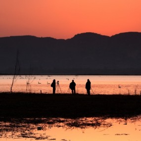 黄河湿地之天鹅