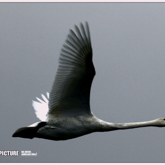 ★★【天鹅湖】★★