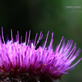 早上拍的几多小花-求姓名