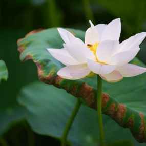 莲湖公园荷花艳