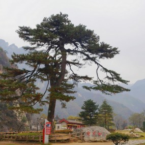 翠华山的迎客松