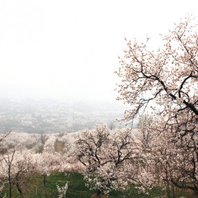 兰田的杏花