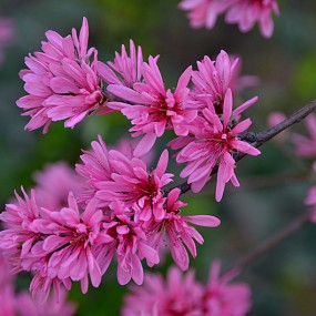 高新蹬羚谷拍一组花卉。万像更新2012,4,10