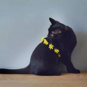 如何让萌宠红遍你的朋友圈丨萌宠摄影全攻略