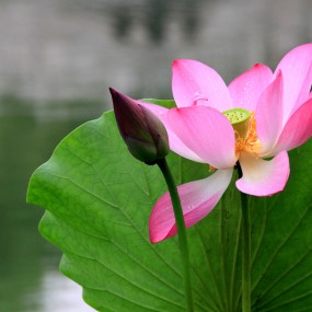 丰庆公园荷花美