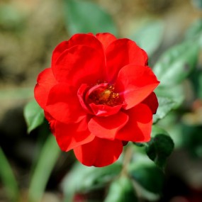 器材升级，秋季随拍