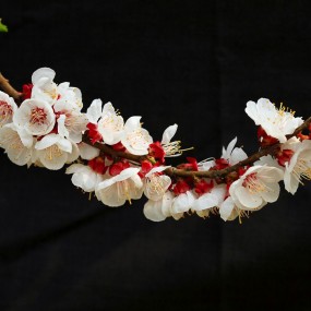 杏花朵朵（2015）