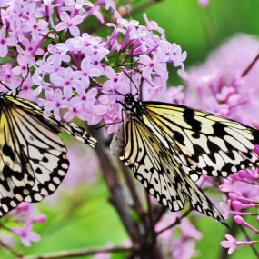 我的照片登上央视摄影频道