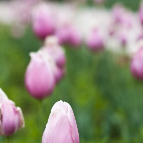 花随人愿--脱俗