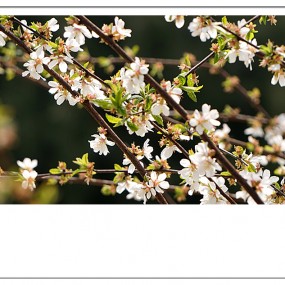 【习拍】觅 色 赏 花 正 当 时