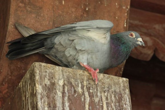 爬山拍的--桂花，野山楂