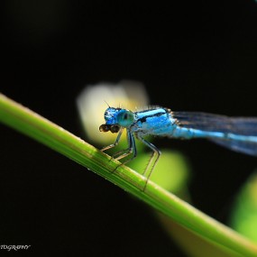 草丛里的蓝精灵