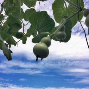 小院葫芦大丰收