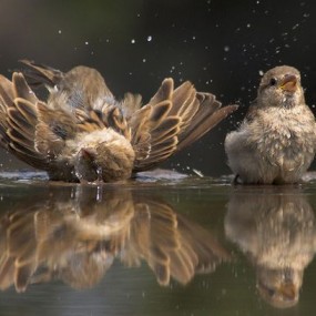 自然之美 100张精彩的鸟类摄影作品(5)