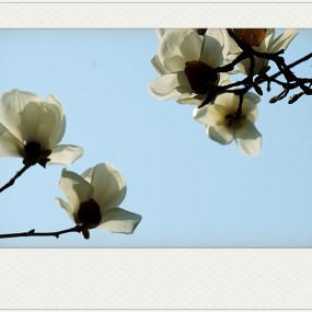 【习拍】 春  —— 玉 兰