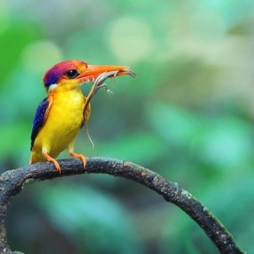 Sasi Smith：森林中的精灵