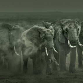 肯尼亚象群记录