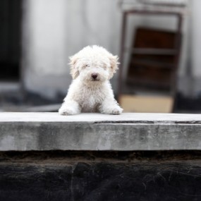 拍了几张小狗，很累