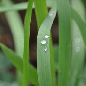 水珠与小草