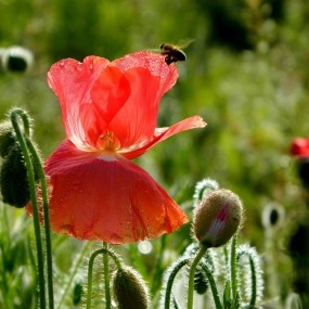卡片机学拍 虞美人花