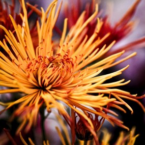 菊花吐蕊伴秋眠