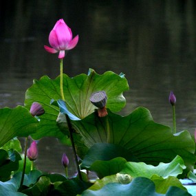 太液池畔【赏荷】