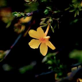 迎春花