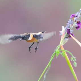 候鸟（ 黑喉石鵖0