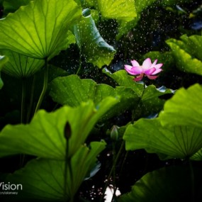 荷花_航海王基德