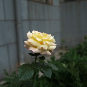 老镜头，也来拍拍花草