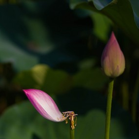 2014年夏丰庆公园赏荷——一组旧图