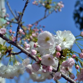 春天的花，第一次发，求拍砖