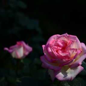 花中皇后、、、、、、月季