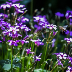 小花也引蜂儿忙