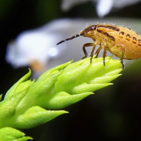 布衣→1855套头加装近摄镜→近摄小昆虫
