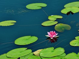 睡莲与夏荷掠影