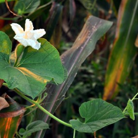 【我从郷間走過】