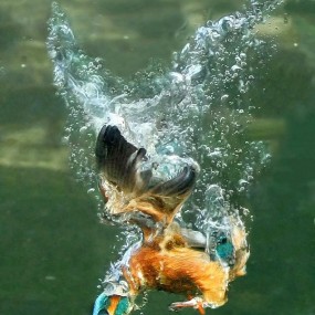 翠鸟入水捕鱼瞬间